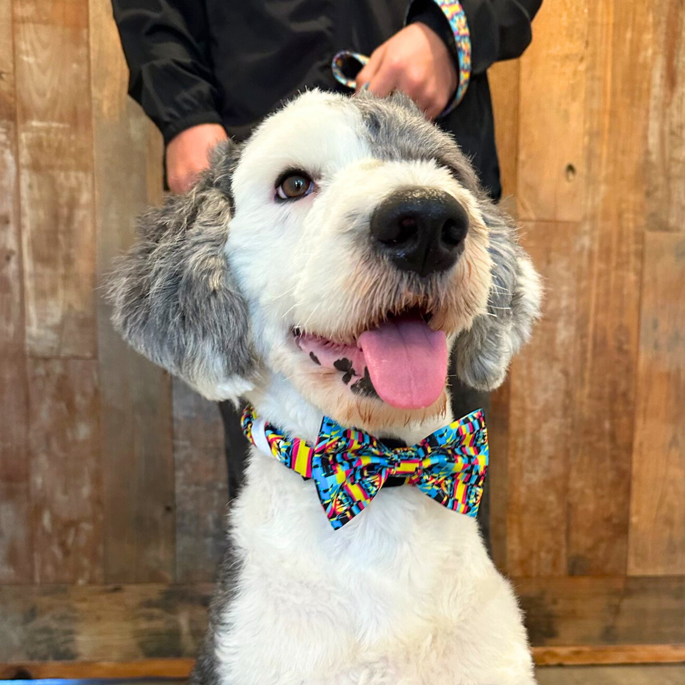 The Aquabats! x Hui Hui Mothersbaugh Pet Bow Tie!